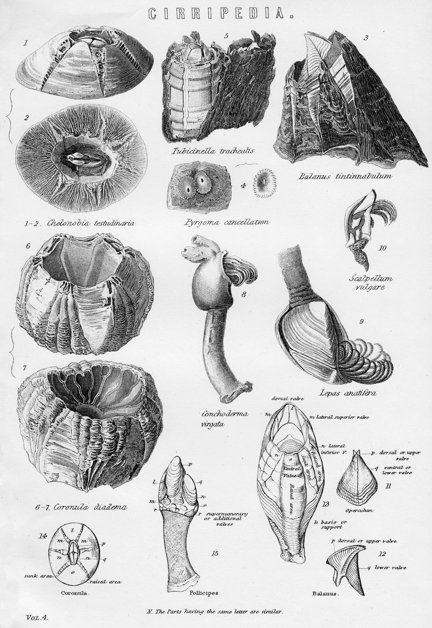 Cirripedia, 19. század alkotó: Unbekannt