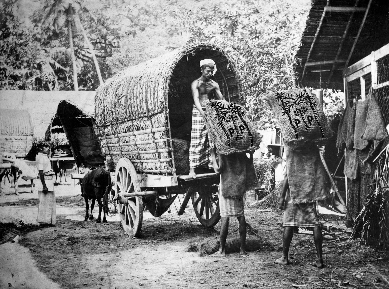 Kókusztermelés, India, XX. század alkotó: Unbekannt