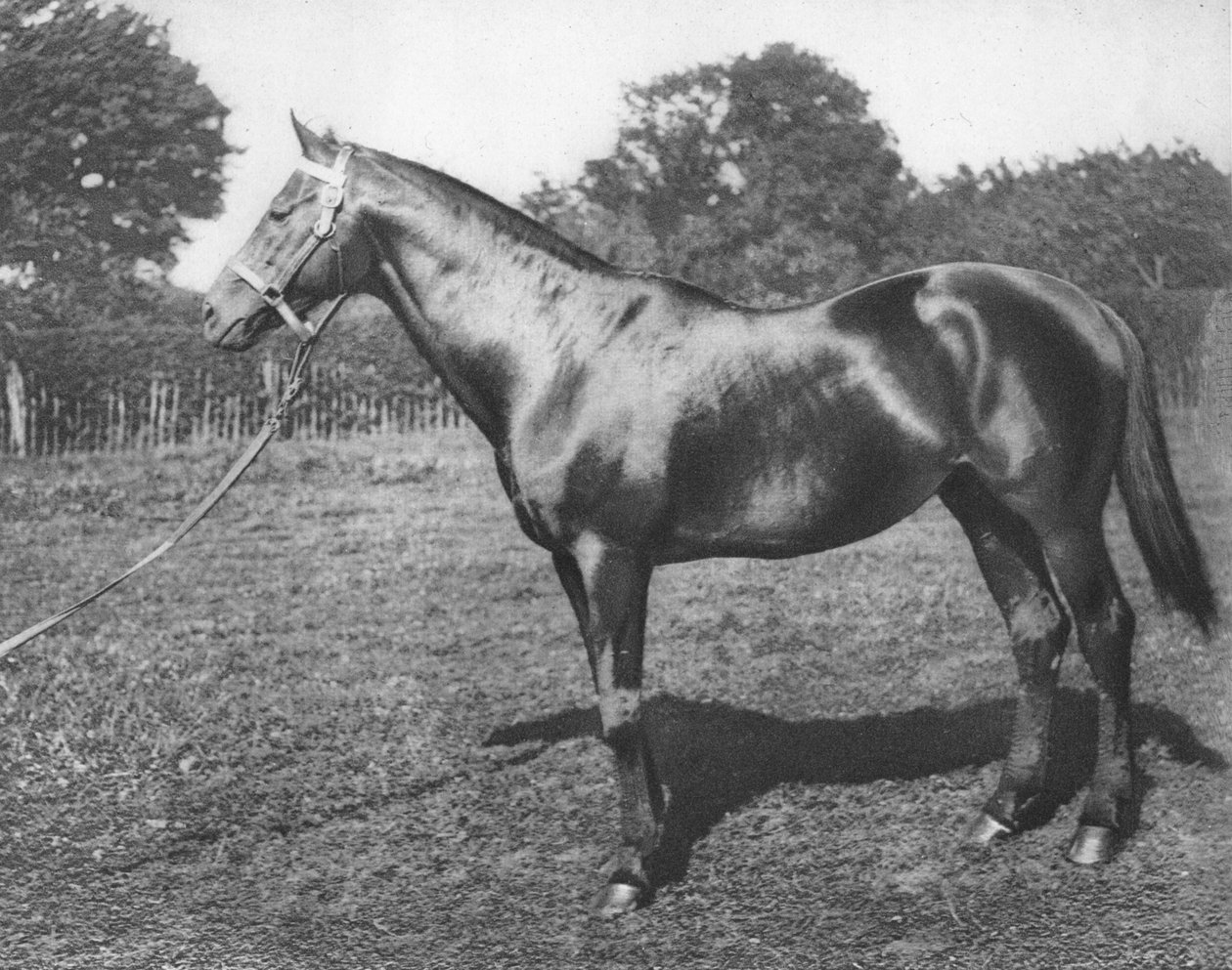 Közös, 19. század, 1911 alkotó: Unbekannt