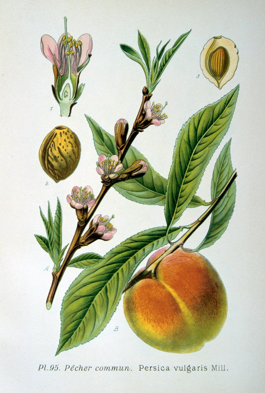 Közönséges őszibarack, 1893 alkotó: Unbekannt