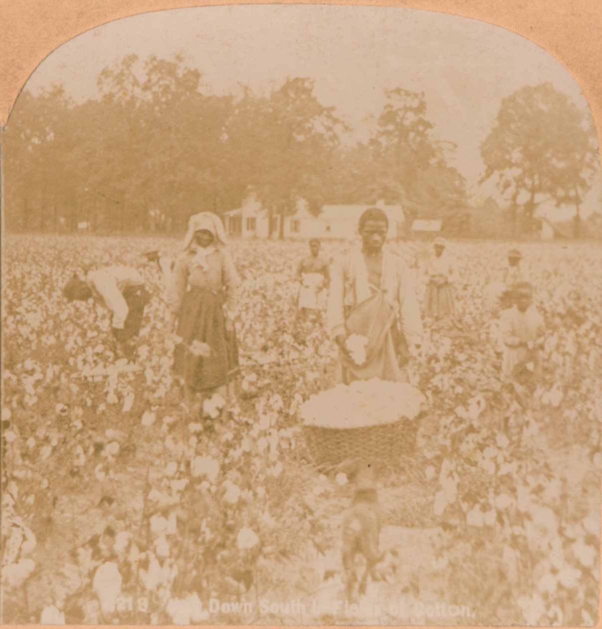 Cotton-picking., c1900 alkotó: Unbekannt