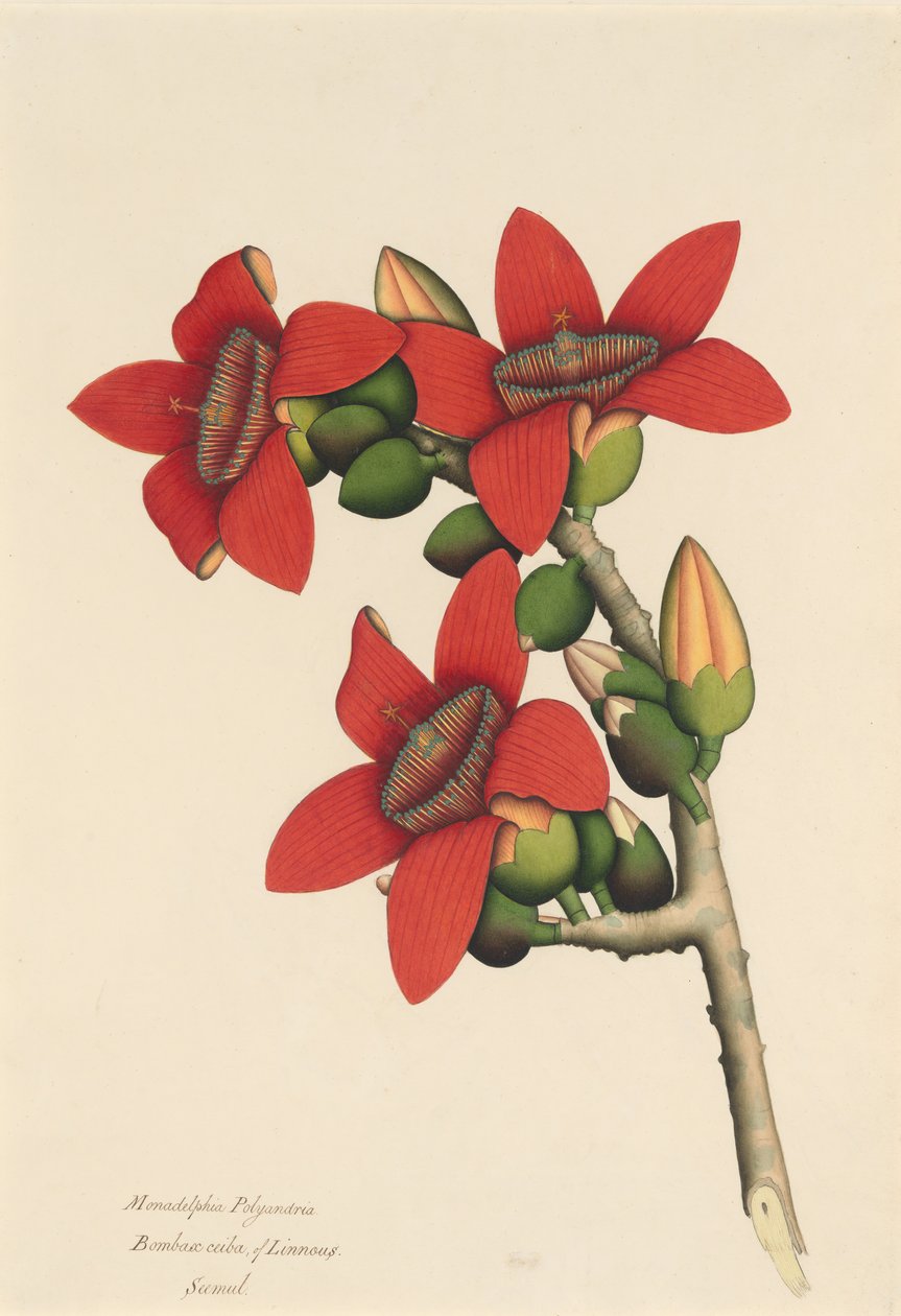 Cotton Tree Flowers, kb. 1800-1805. alkotó: Unbekannt