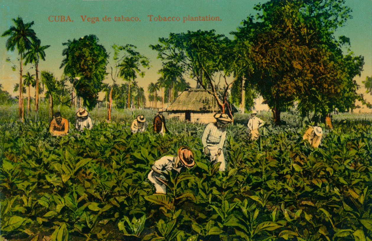 Kuba. Dohánymező. Dohányültetvény, 1920-as évek alkotó: Unbekannt