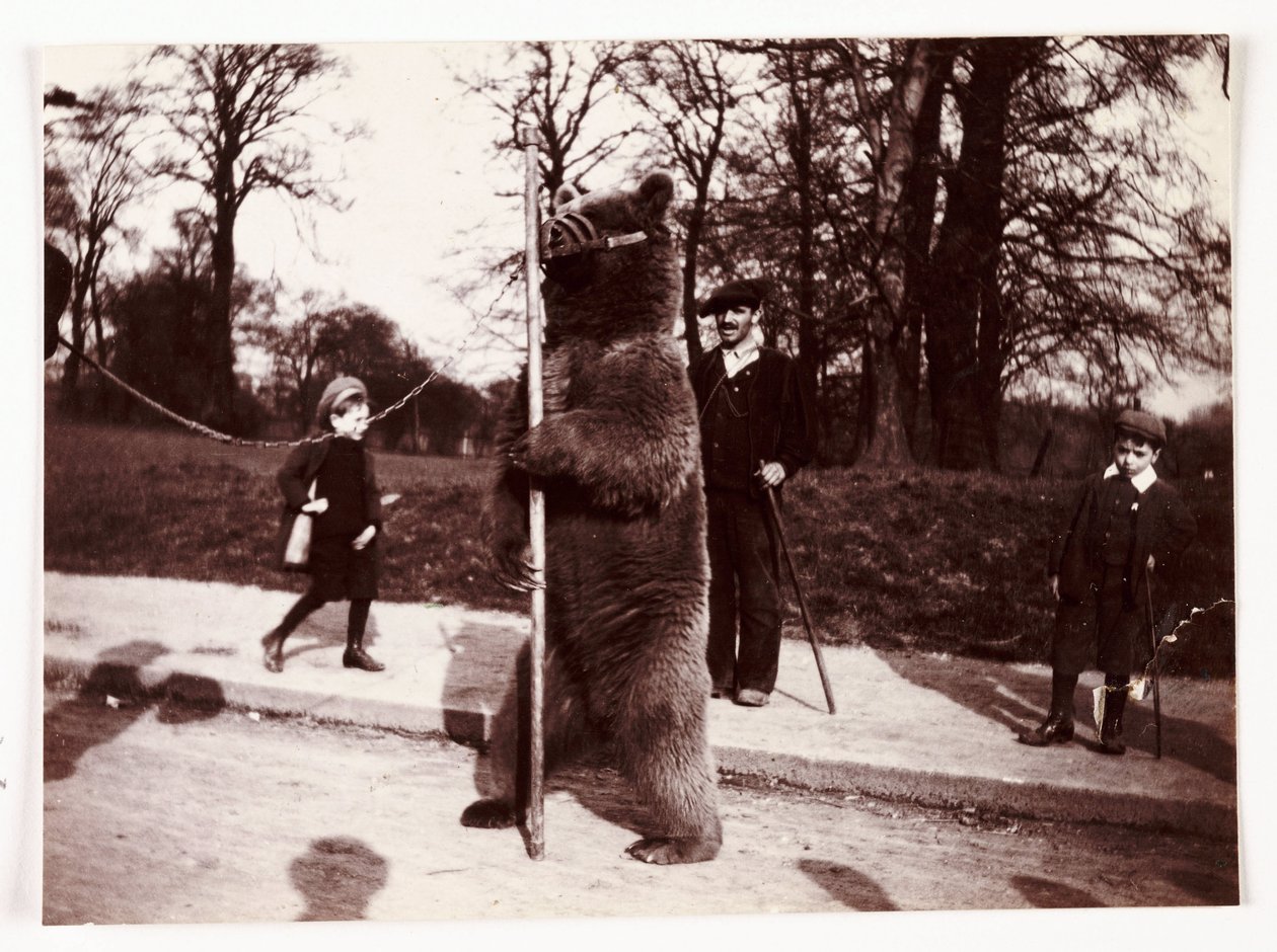 Táncoló medve, 1905 alkotó: Unbekannt