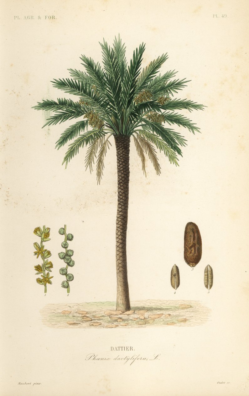 Datolyapálma, Phoenix dactylifera, Dattier alkotó: Unbekannt