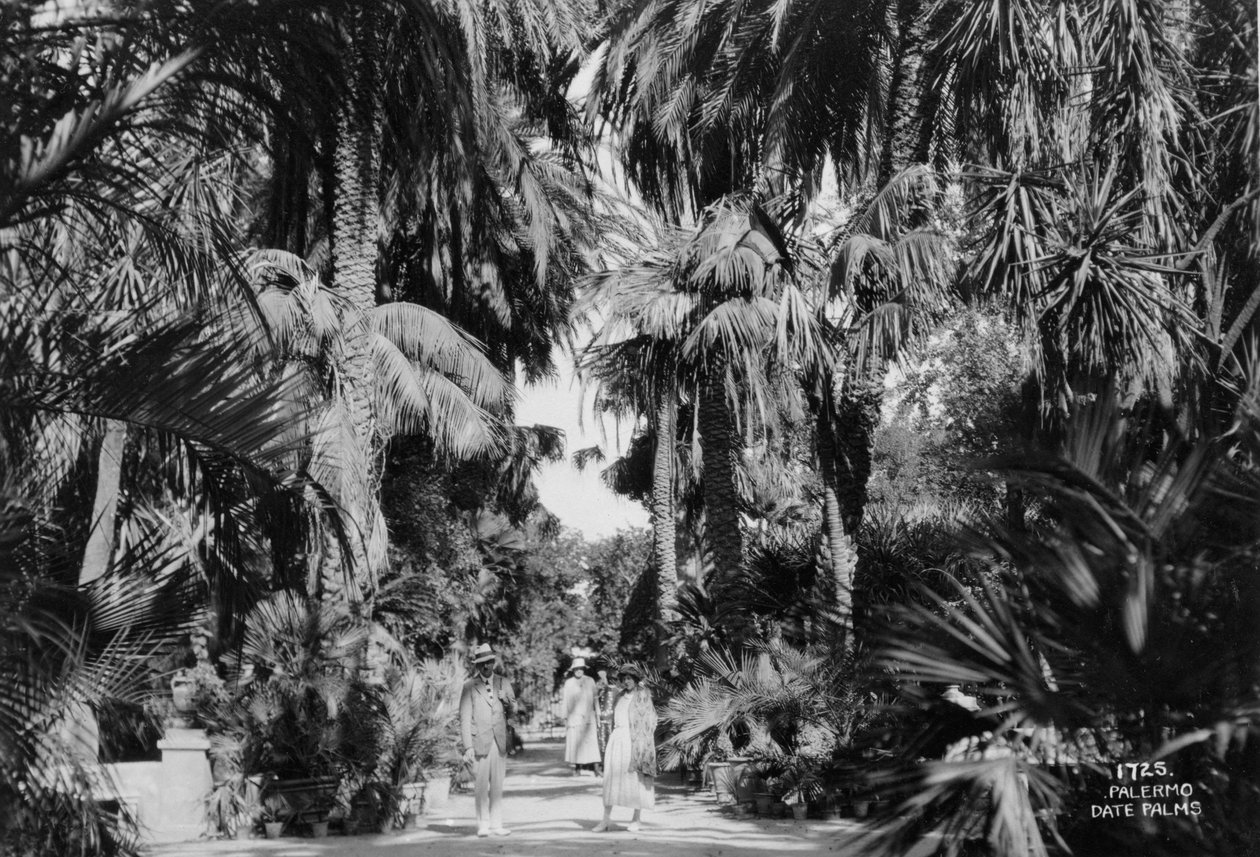 Datolyapálmák, Palermo, Szicília, Olaszország, 1920-c1930-as évek alkotó: Unbekannt