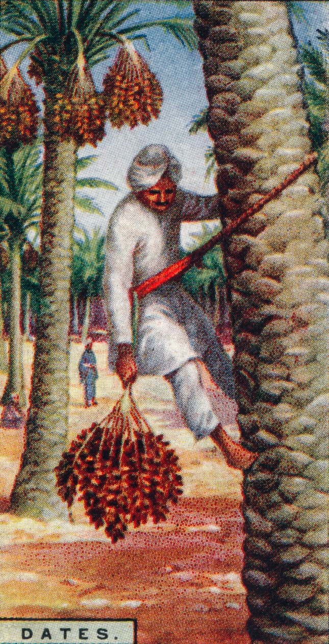 Dátumok. - Gathering the Fruit, IN. Afrika, 1928 alkotó: Unbekannt
