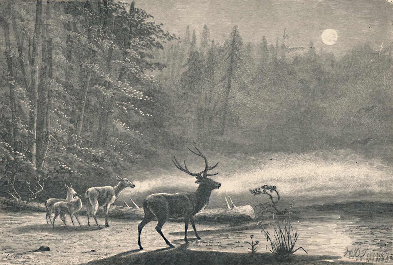 Szarvasok a St. Regis-tavon, éjszaka, 1883 alkotó: Unbekannt
