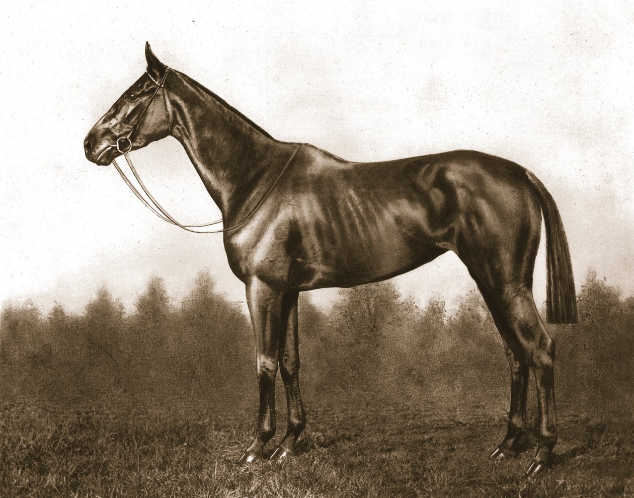 Demure, 1911. alkotó: Unbekannt