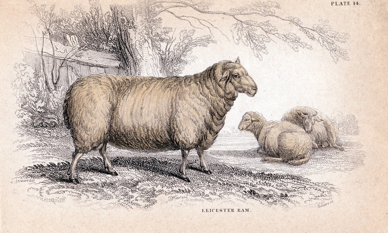 Dishley New Leicester Ram, c1840 alkotó: Unbekannt