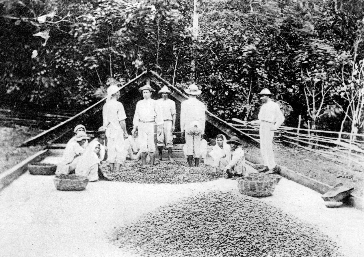 Kakaó szárítása, Trinidad, 1900-as évek alkotó: Unbekannt