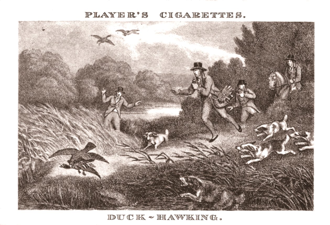 Duck-Hawking, 1924. alkotó: Unbekannt