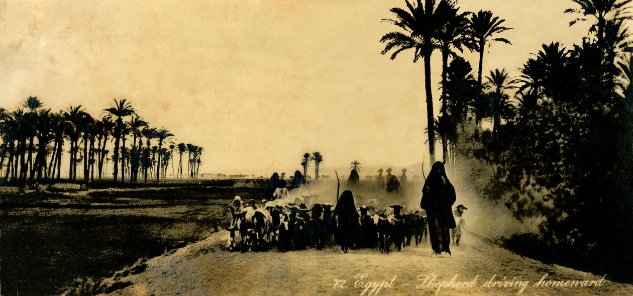 Egyiptom – Pásztor hazafelé tart, c1918-c1939. alkotó: Unbekannt