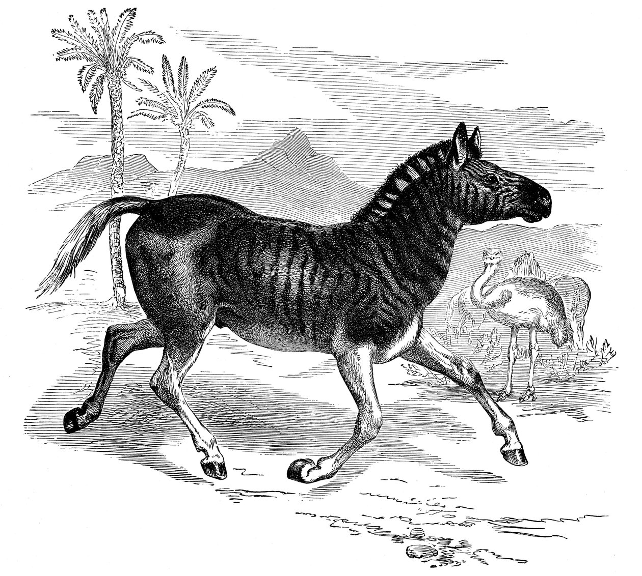 Quagga metszet, 1884 alkotó: Unbekannt