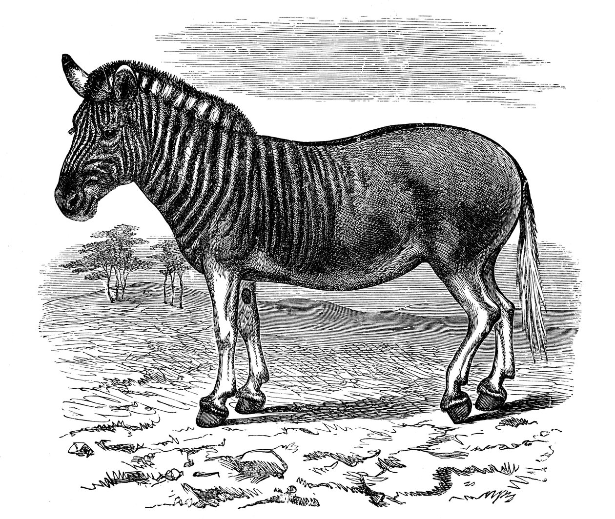 Quagga metszet, 1893 alkotó: Unbekannt