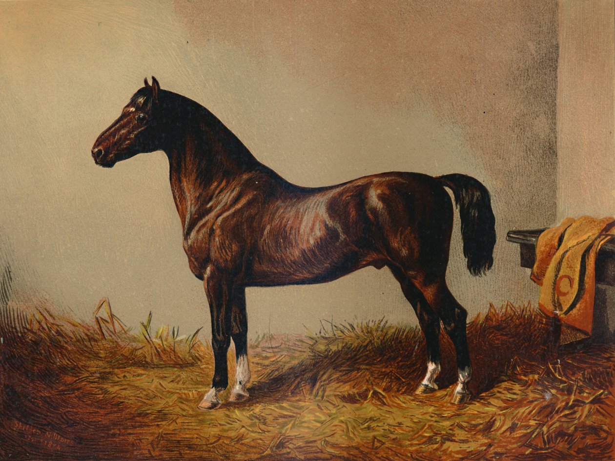 Egész Pony Hack Don Carlos, 1897. alkotó: Unbekannt