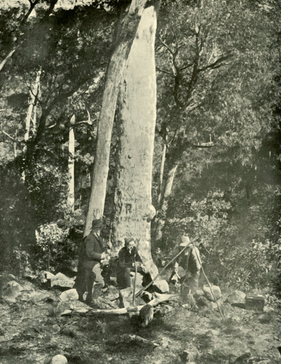 Eurobin-vízesés, Buffalo Mountains, 1901. alkotó: Unbekannt