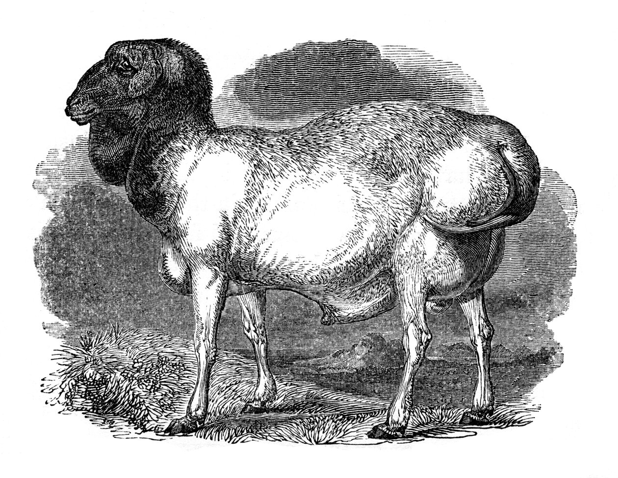 Tatári kövér kövér bárány, 1848 alkotó: Unbekannt