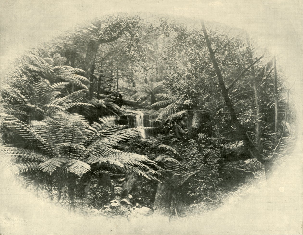 Fern Tree Gully, Tasmania, 1901. alkotó: Unbekannt