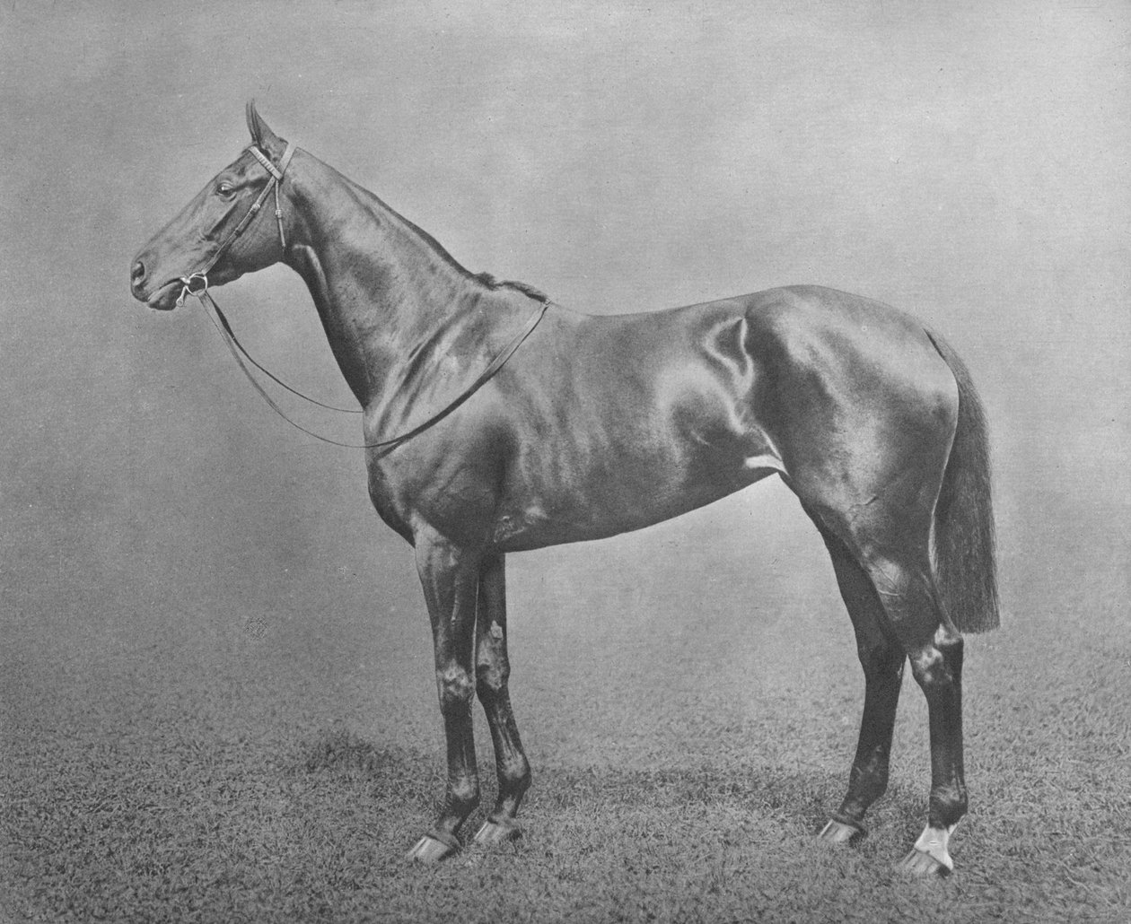 Flair, 1911 alkotó: Unbekannt