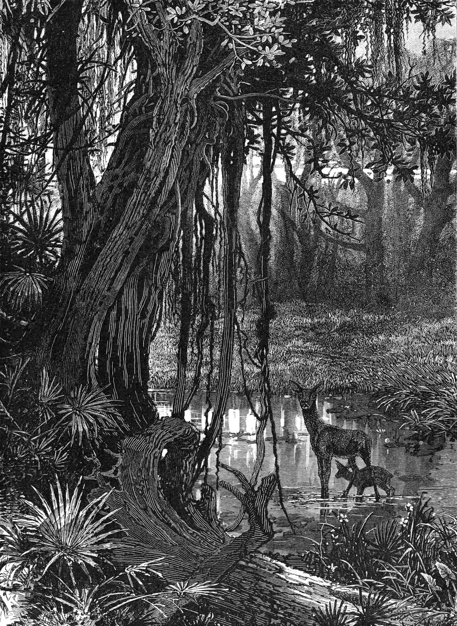 Florida Everglades, USA, 1885 alkotó: Unbekannt