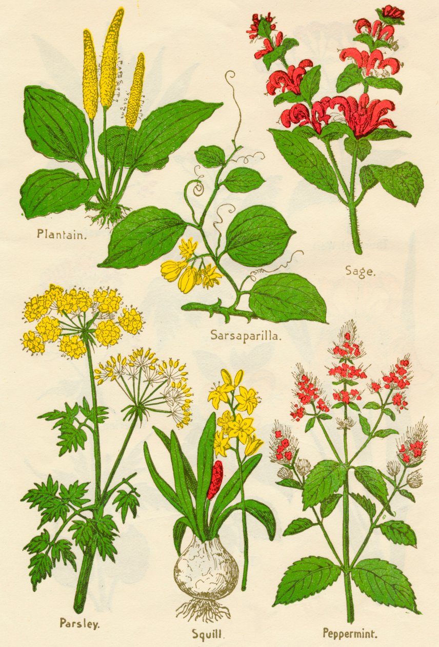 Virágok: útifű, Sarsaparilla, zsálya, petrezselyem, tintahal, borsmenta, c1940 alkotó: Unbekannt