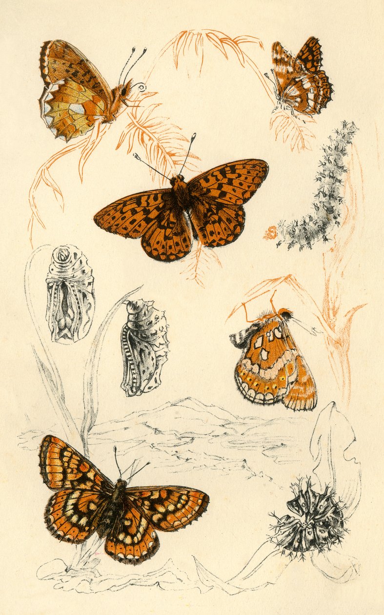 Fritillaris lepkék, 19. század. alkotó: Unbekannt