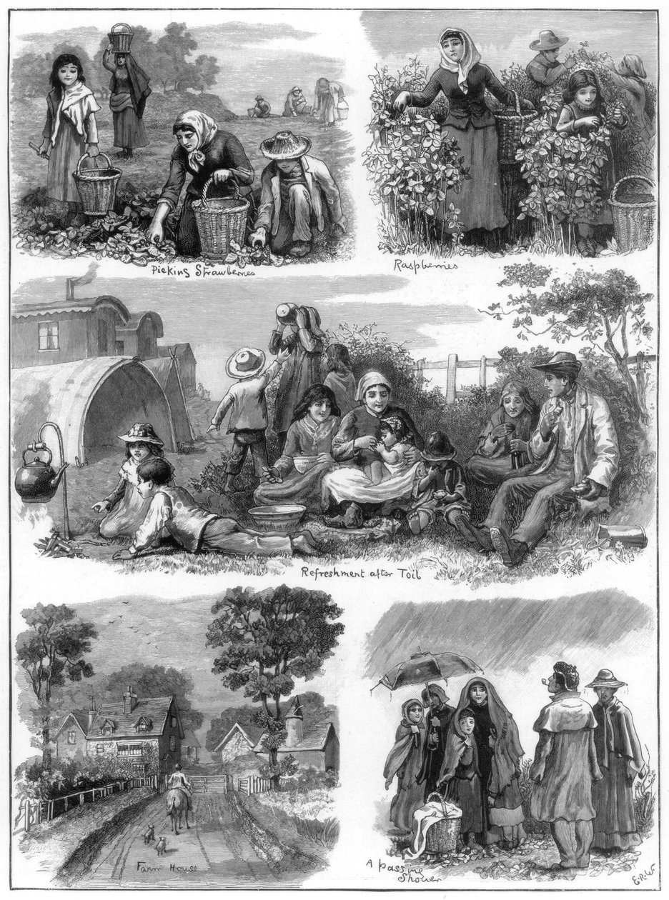Gyümölcsgyűjtők, 1899 alkotó: Unbekannt