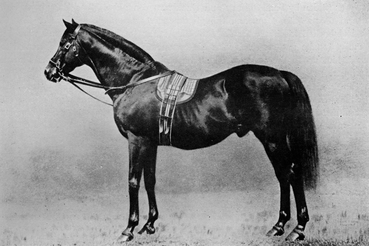 Galopin, 1872-1899, 1911 alkotó: Unbekannt
