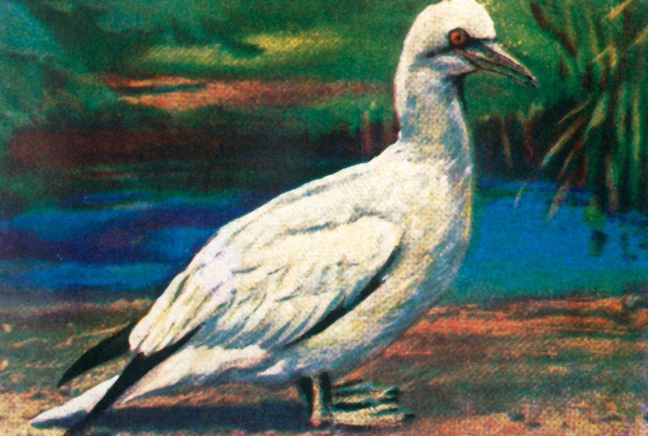 Gannet, 1928. alkotó: Unbekannt