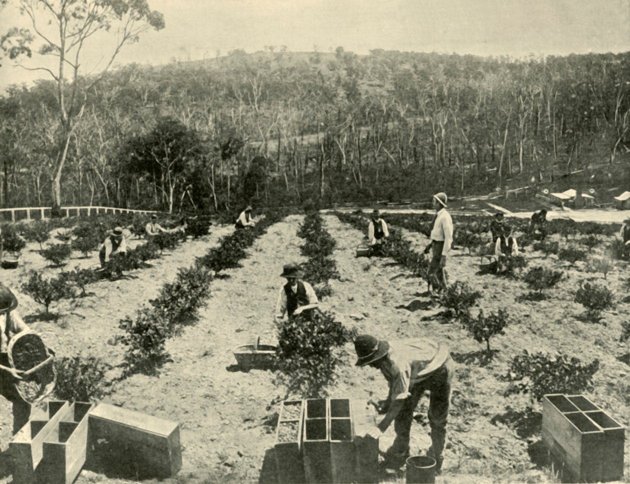 Egresfarm, Glenbrook, 1901. alkotó: Unbekannt