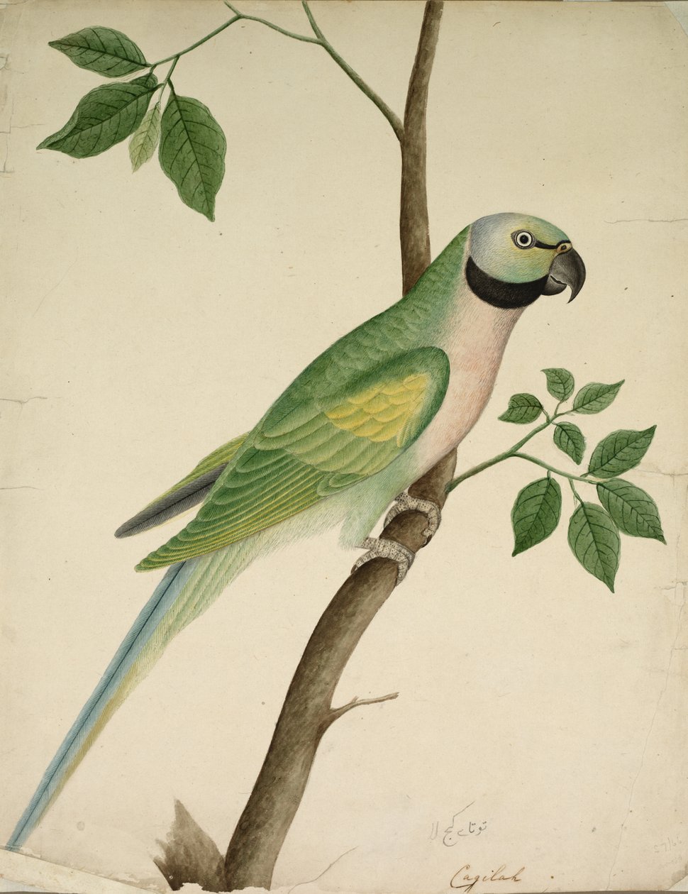 Zöld papagáj, c. 1820. alkotó: Unbekannt