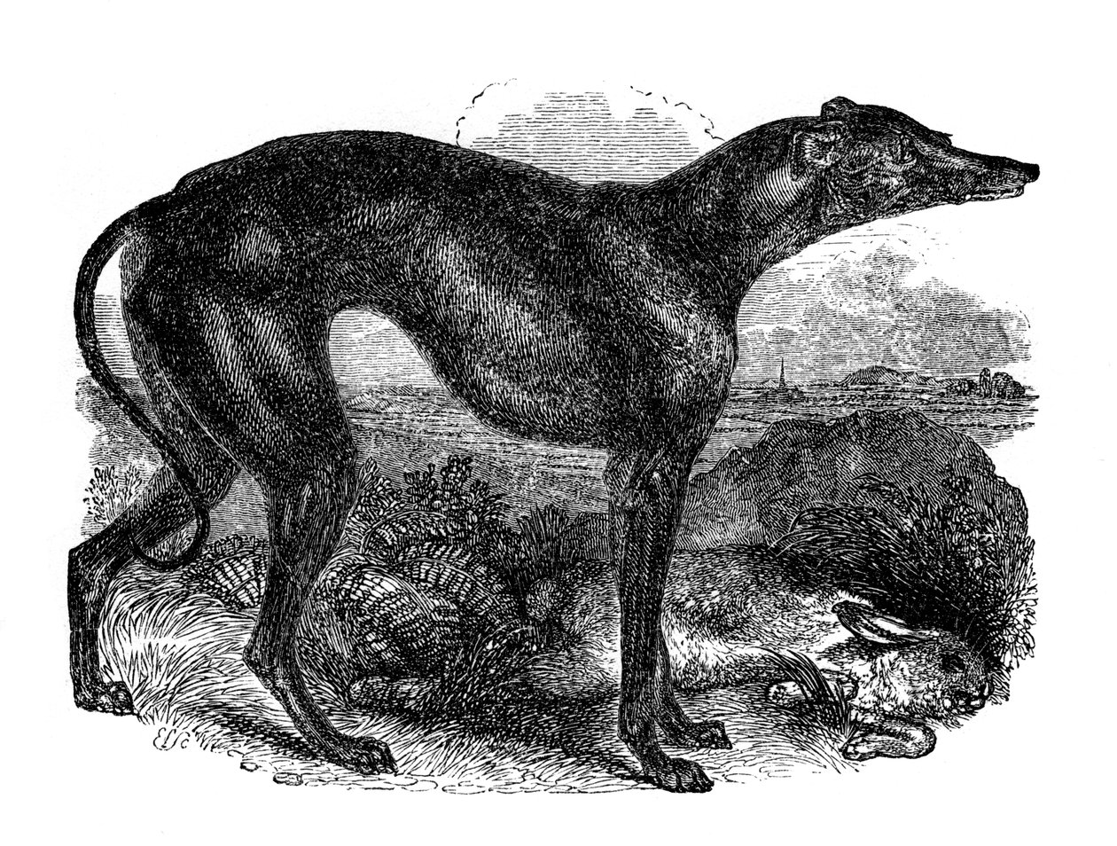 Agár, 1848 alkotó: Unbekannt