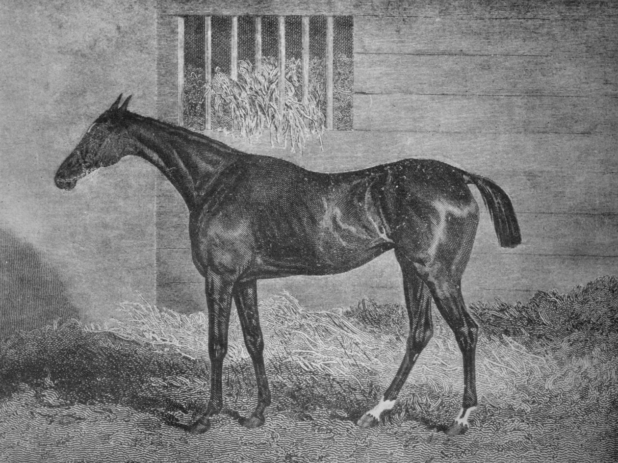 Gulnare, 19. század, 1911 alkotó: Unbekannt