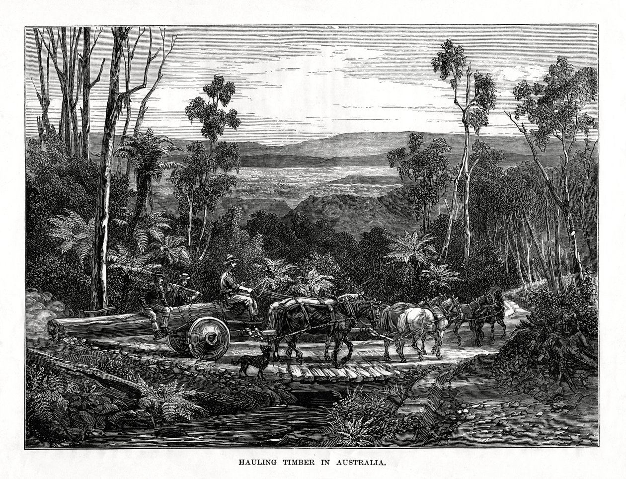 Faszállítás, Ausztrália, 1877 alkotó: Unbekannt