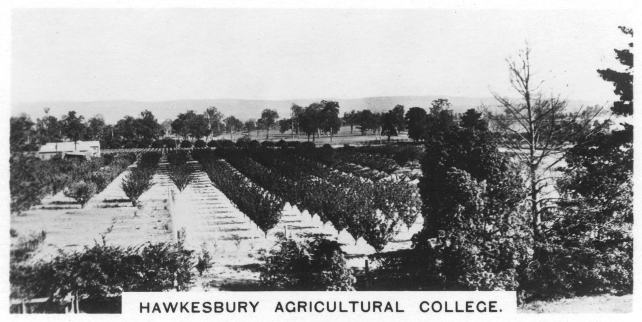 Hawkesbury Agricultural College, Új-Dél-Wales, Ausztrália, 1928 alkotó: Unbekannt