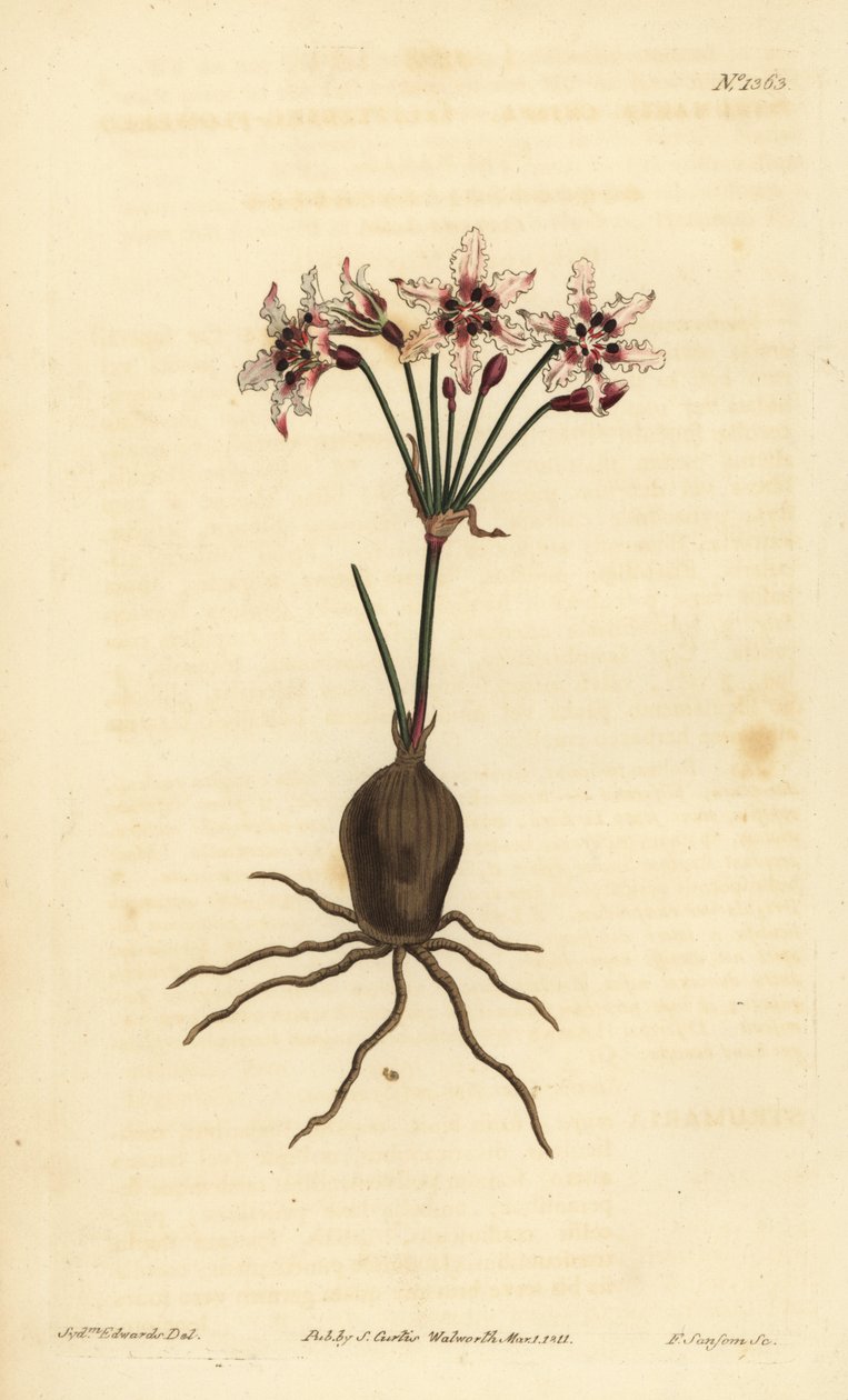 Hessea cinnamomea (Csillogó virágú strumaria, Strumaria crispa) alkotó: Unbekannt