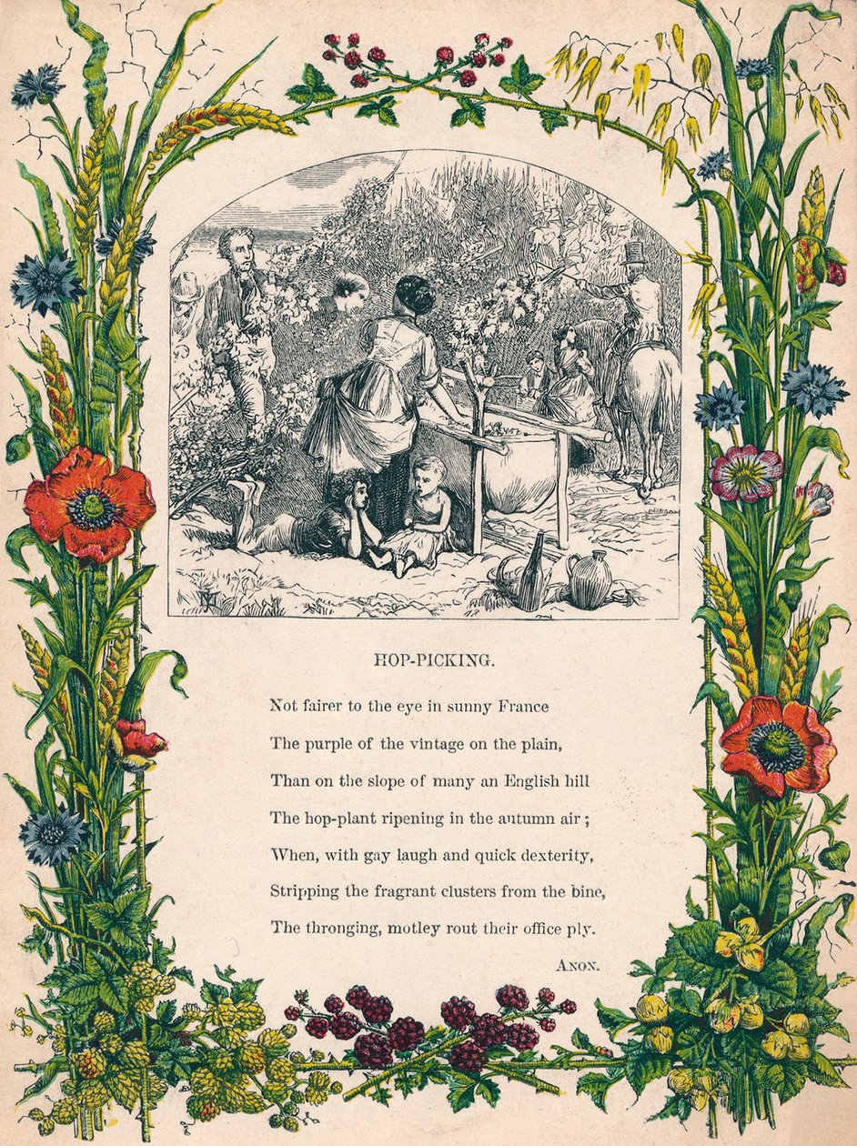 Hop-Picking, c1900 alkotó: Unbekannt