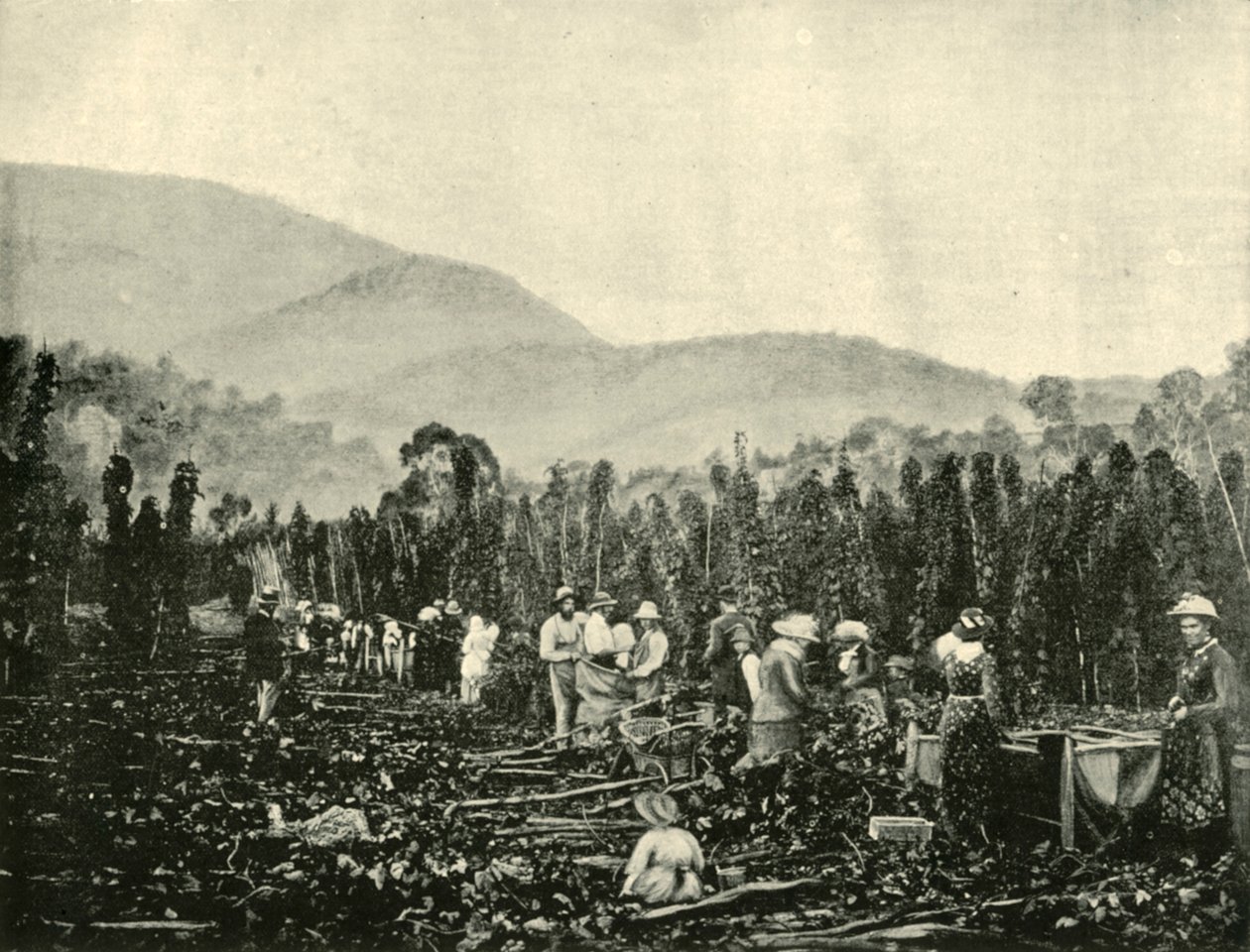 Komlószedés Tasmániában, 1901. alkotó: Unbekannt