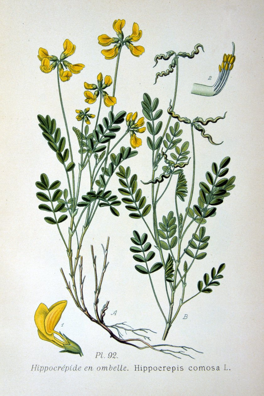 Patkóbükköny, 1893 alkotó: Unbekannt