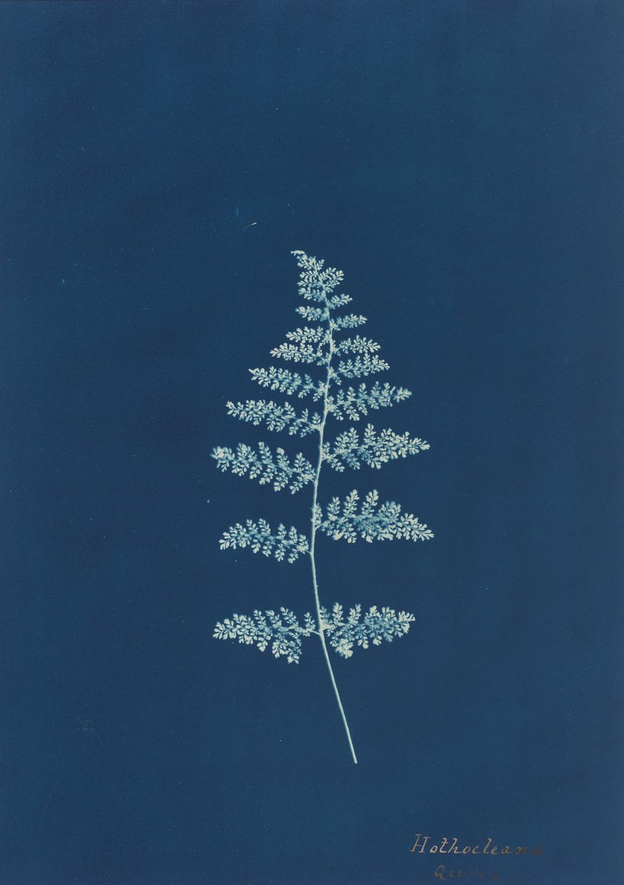 Hothocleana, c. 1850-es évek. alkotó: Unbekannt