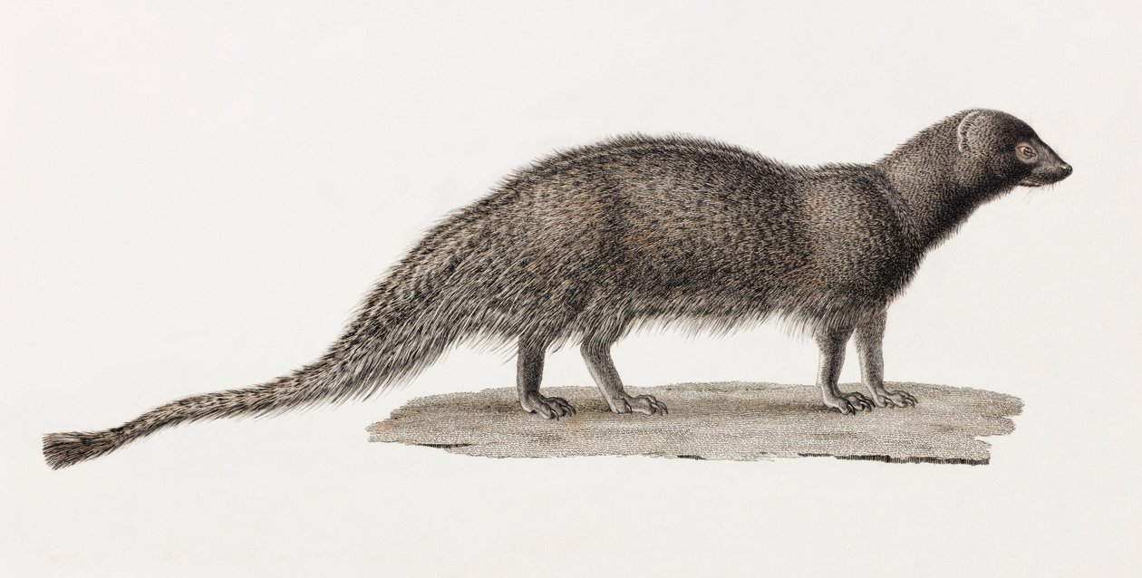Ichneumon Mongoose alkotó: Unbekannt