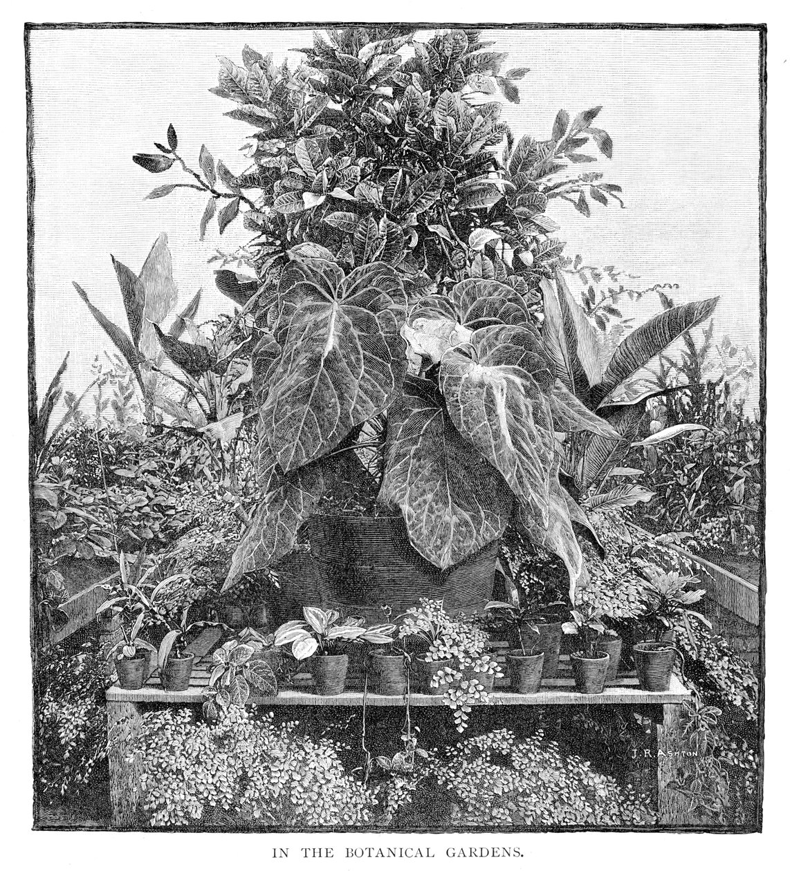 A Botanikus Kertben, 1886 alkotó: Unbekannt