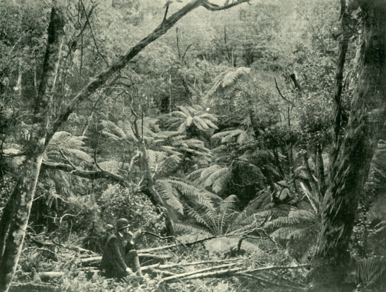A Dandenong-hegységben, 1901. alkotó: Unbekannt