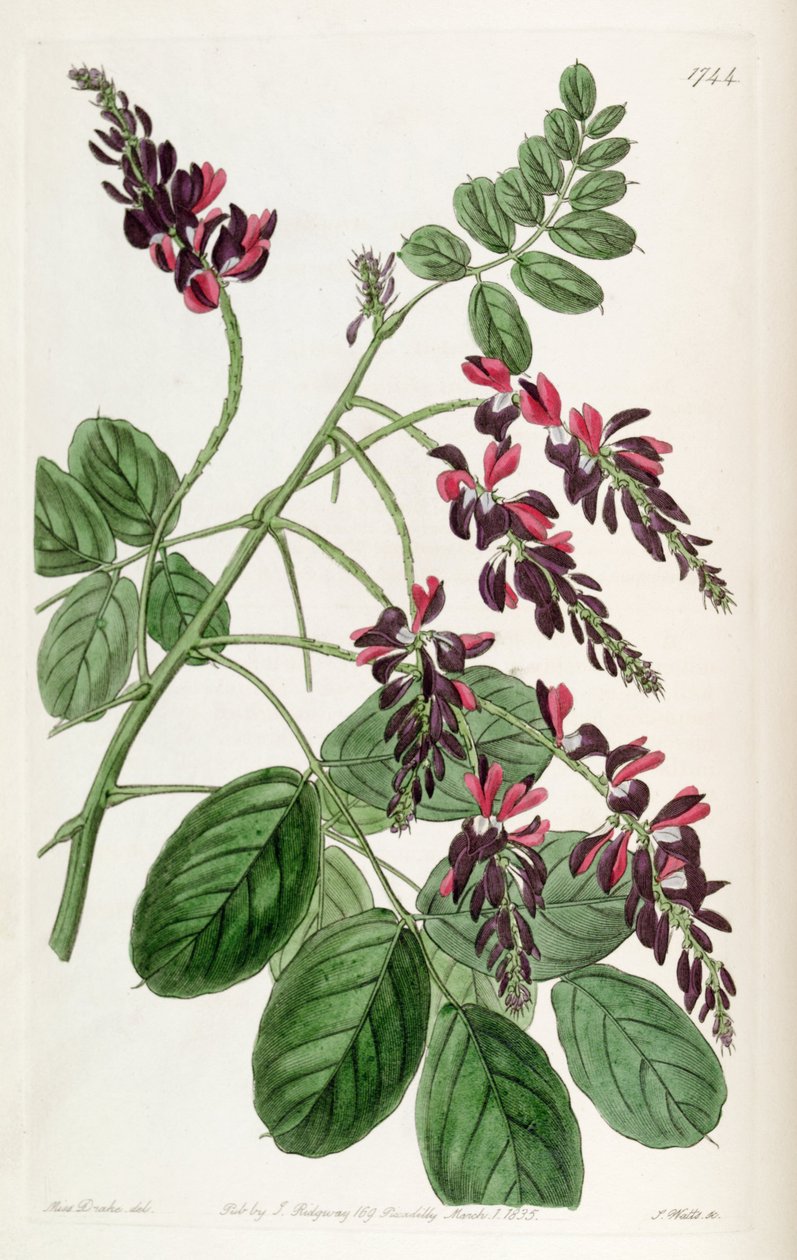 Indigofera atropurpurea alkotó: Unbekannt