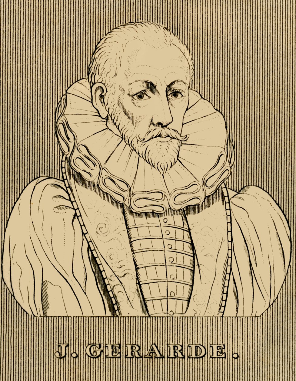 J. Gerarde, c1545-1612, 1830. alkotó: Unbekannt