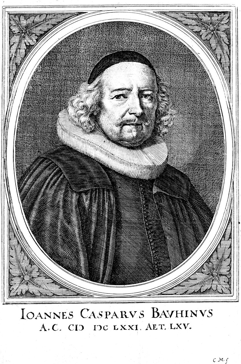 Jean Caspar Bauhin 1606-1659, svájci orvos és botanikus alkotó: Unbekannt