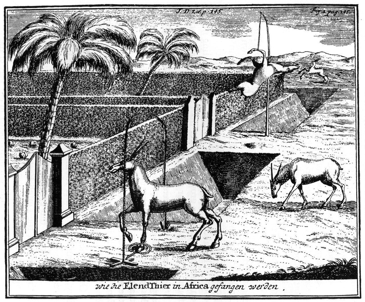 Khoikhois csapdába ejtő antilop, Dél-Afrika, 18. század, 1931 alkotó: Unbekannt