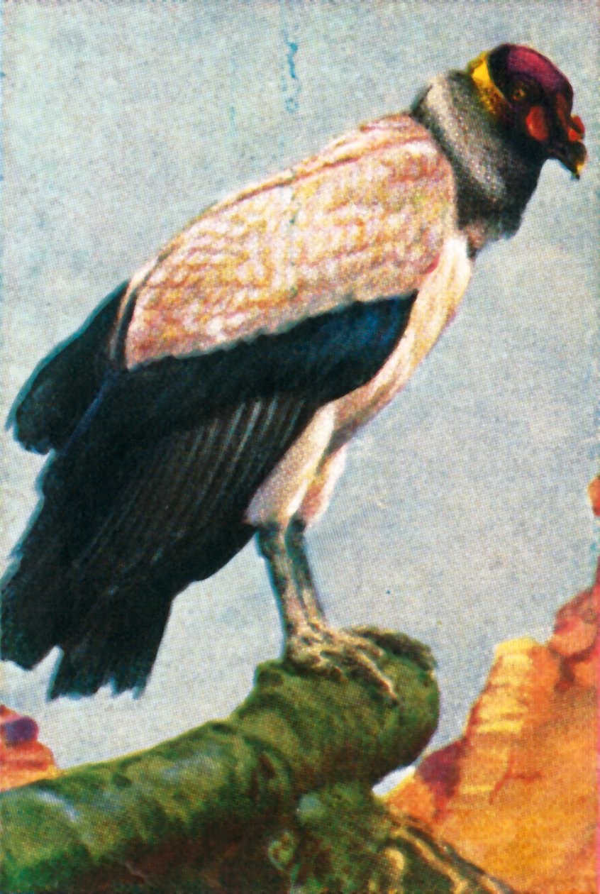 Királykeselyű, 1928. alkotó: Unbekannt