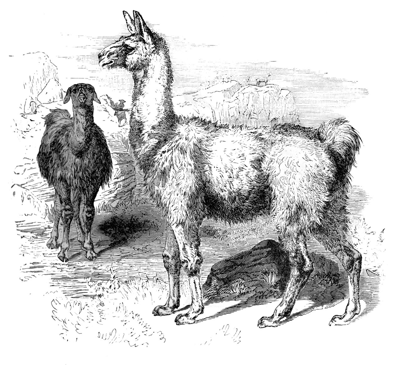 Flames, c1880 alkotó: Unbekannt